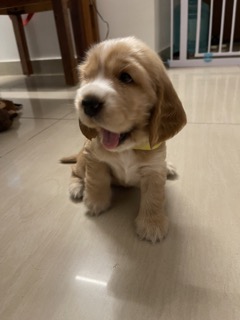 English Cocker Spaniel - Dog